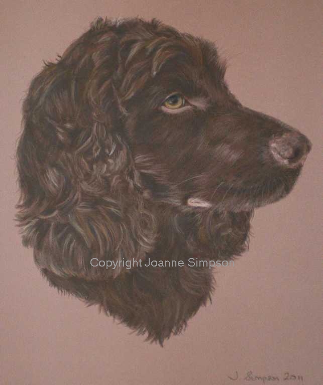 English Cocker Spaniel pet portrait by Joanne Simpson